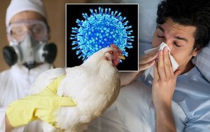 Khẩn: Bộ Y tế đề nghị tăng cường phòng chống cúm gia cầm lây lan sang người