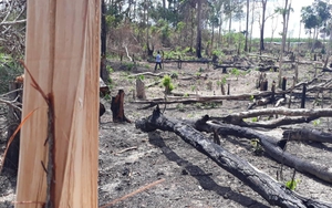 Gia Lai: Khởi tố vụ án để mất rừng tại Ban Quản lý rừng phòng hộ Đức Cơ