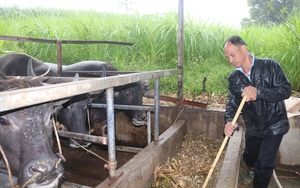 Nông dân Hoà Bình tiết lộ bí quyết biến trâu gầy thành trâu béo 