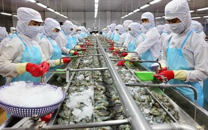 Thủy sản Minh Phú (MPC) mẹ: Quý III/2022 lãi giảm gần 15% so với cùng kỳ