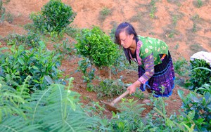 Lai Châu: Pu Sam Cáp chú trọng phát triển nông nghiệp