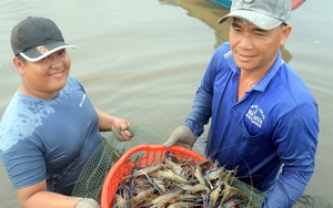 Nuôi tôm càng xanh trong ruộng lúa, nông dân miền Tây trúng đậm, tỉnh nào nuôi nhiều nhất?