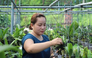 Trồng thành công 3 loài hoa lan bung hoa đẹp vạn người mê, chị nông dân Tây Ninh thu hơn 1 tỷ