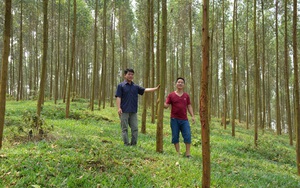 Cà Mau, Hà Nội, Thái Nguyên, Lào Cai,... gắn &quot;mắt thần&quot; bảo vệ cây rừng