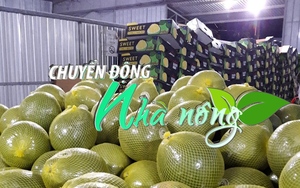 Chuyển động Nhà nông 25/10: Trái bưởi được kỳ vọng là loại trái cây mang lại giá trị xuất khẩu lớn nhất khi sang Mỹ