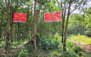 Một nông dân tỉnh Bình Phước thắng kiện, lấy lại vườn cao su bị chiếm đoạt suốt 5 năm qua