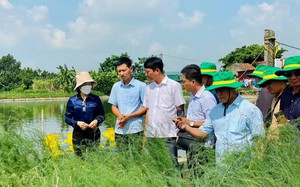 Chi hội trưởng chi hội nghề nghiệp măng tây xanh ở Bắc Ninh tạo nhiều việc làm, thu nhập tốt cho nông dân