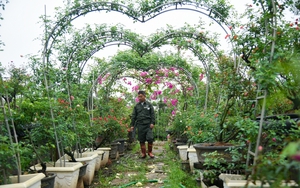 Vựa hoa Mê Linh chuyển mình mạnh mẽ, nông dân trồng hoa hồng ngoại, bỏ túi hàng trăm triệu đồng 