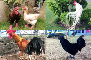 4 giống gà có giá “đắt cắt cổ” ngày càng được ưa chuộng và săn đón tại Việt Nam