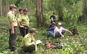 Tổ công tác đặc biệt tỉnh Kiên Giang bắt quả tang 2 đối tượng đang phá rừng đặc dụng Phú Quốc