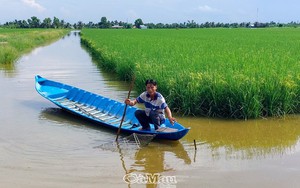 Mô hình tôm-lúa đầu tiên của Việt Nam đạt được chứng nhận quốc tế là của một xã ở Cà Mau