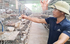 Lãi 1,2 tỷ nhờ nuôi thứ chim mắn đẻ, anh nông dân Bắc Giang khiến nhiều người nể phục