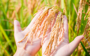 Gạo Việt bán được giá cao nhất, thu về gần 3 tỷ USD