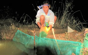 Cả làng ở Hà Tĩnh thắp đèn bì bõm dưới đồng đi rình bắt loài “rồng đất” bán kiếm khối tiền
