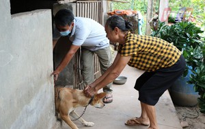 43 người tử vong vì bệnh Dại, Cục Thú y xây dựng phần mềm quản lý thông tin đàn chó 