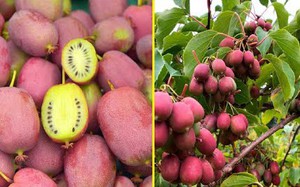 Phương pháp trồng quả kiwi mini đạt hiệu quả tốt, năng suất cao