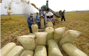 Nguồn cung giảm, giá lúa gạo neo ở mức cao