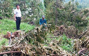 Nước mắt nông dân Yên Bái rơi trên vùng đất trồng bưởi "tiến Vua", mặt đất la liệt bưởi thối - Ảnh 15.