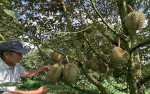 Vùng trồng loại trái đặc sản đang "hot" này của Đồng Nai đạt tiêu chuẩn xuất khẩu ra nước ngoài