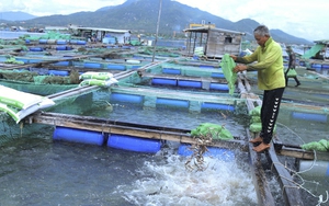 Tỷ phú nông dân nuôi cá trên biển Khánh Hòa, doanh thu 25-30 tỷ, từng một thời "làm than thổ phỉ"