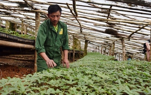 Việt Nam sẽ trồng 24.000ha một loài cây dược liệu quý như vàng ở những tỉnh nào?