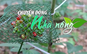 Chuyển động Nhà nông 31/10: 100% sâm Việt Nam sẽ có mã số vùng trồng và chỉ dẫn địa lý