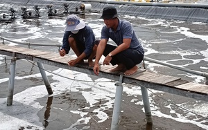 "Đánh liều" nuôi tôm công nghệ cao trên đất nhiễm mặn, nhóm trai trẻ Bà Rịa-Vũng Tàu thắng lớn