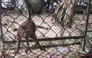 TT-Huế: Người dân giao nộp khỉ quý hiếm cho kiểm lâm 