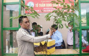 Quảng Nam, Kon Tum, Lai Châu được giao một nhiệm vụ đặc biệt liên quan đến một loài cây dược liệu quý