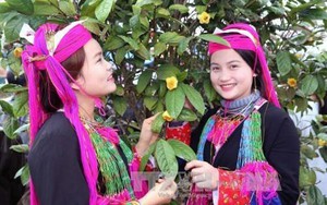 Trồng thứ cây quý bán lá, bán hoa mà dân ở nơi này của Quảng Ninh thu hàng chục tỷ đồng