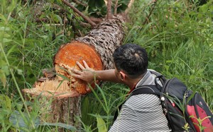Vụ phá rừng thông 20 năm tuổi ở Lâm Hà: Tỉnh Lâm Đồng chỉ đạo khẩn