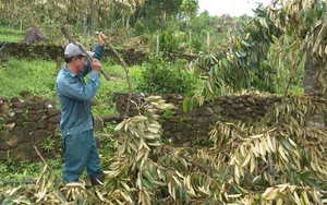 Quảng Nam: Hàng trăm ha cây ăn quả ngã đổ, nằm la liệt sau bão số 4