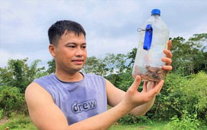 Theo chân thợ săn Hà Tĩnh săn loài côn trùng &quot;phiêu lưu ký&quot; về chế đặc sản khoái khẩu