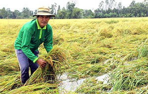 Bảo hiểm nông nghiệp ở đâu khi nông dân thiệt hại nặng nề: Vì sao chưa tương xứng với tiềm năng? - Ảnh 7.