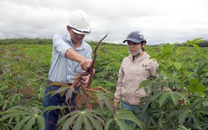 Lá sắn, lá chuối, lá khoai trước bỏ đi nay bán đắt hàng cho nước ngoài, Việt Nam thu ngay 6 triệu USD
