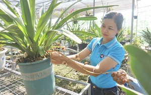 Đà Nẵng: Tháo gỡ khó khăn cho nông dân phát triển nông nghiệp đô thị bền vững