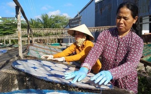 Vùng đất này ở Cà Mau, dân bắt loài tôm đặc sản đem làm khô, nhà giàu còn săn lùng mua ăn