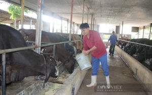 Hà Nội sở hữu đàn bò 130.000 con, nhiều giống bò khổng lồ nặng gần 1 tấn, nông dân nuôi đều có lãi