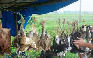 TT-Huế: Yêu cầu triệt phá các tụ điểm kinh doanh chim trời 