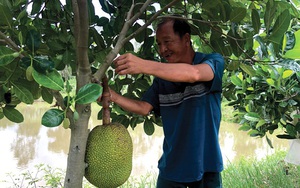 Mít Thái loại 1 giá 34.000 đồng/kg ở Đồng Tháp, bán một trái mít to, nhà vườn lại có ngay vài trăm ngàn