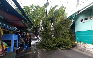TP.HCM: Mưa giông quật ngã cây bàng cao hơn 15m, nhiều hộ dân mất điện 