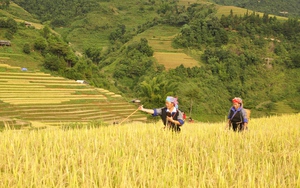 Ngẩn ngơ ngắm ruộng bậc thang Mù Cang Chải &quot;mùa vàng&quot; 