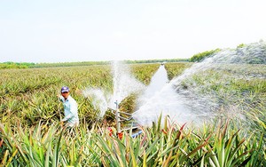 Dẫn nước hồ Dầu Tiếng về nhà nuôi cá lăng nha, cá đặc sản ở Tây Ninh, vớt lên bán 150.000 đồng/kg - Ảnh 6.