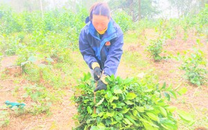 Đây là thứ cây "gây nghiện" lành mạnh ở chốn quê, hãm một ấm tích rót ra chan chứa tình làng nghĩa xóm