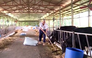 Huyện nông thôn mới Củ Chi cải thiện môi trường trong chăn nuôi bò sữa 