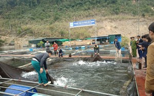 Nuôi toàn cá đặc sản, quý hiếm trên lòng hồ Na Hang, bắt lên thương lái, doanh nghiệp đều muốn mua