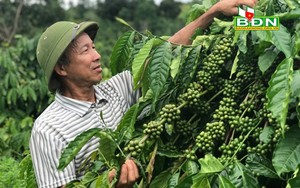 Vườn cà phê cây nào sờ cũng đụng đầy trái, nhưng dân Đắk Nông đang lo lắng điều gì?