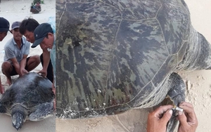 Phát hiện vích biển quý hiếm nặng gần 100kg, mai dài 1,16m ở Cồn Cỏ, Quảng Trị