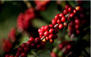 Xuất khẩu cà phê giảm, giá biến động mạnh