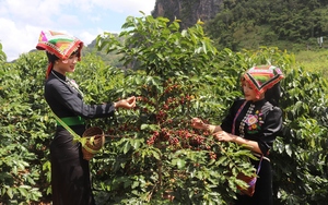 Hàng nghìn nông dân tham dự Ngày hội cà phê thành phố Sơn La